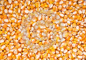 dry corn background, dry corn seed