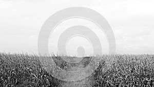 Dry corn black and white