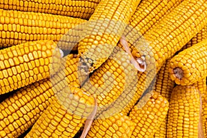 Dry corn cob background closeup. Agriculture, farming concept.