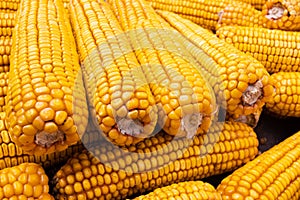 Dry corn cob background closeup. Agriculture, farming concept.