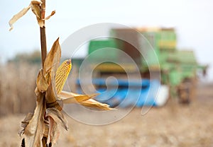 Dry corn cob closeup. A large combine harvester harvests corn on the field on a sunny day