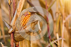 Dry corn cob in the sunset field