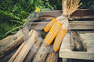 Dry corn cob on wooden with pyre