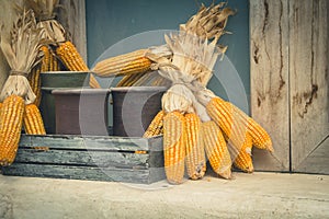 Dry corn cob on wooden rack with vintage wall background