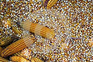 Dry corn cobs on a background of grains