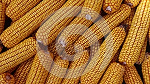 Dry corn cobs closeup. Agriculture, farming concept. Animal food.