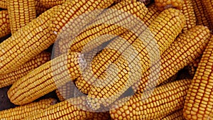 Dry corn cobs closeup. Agriculture, farming concept. Animal food.