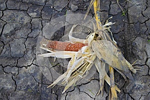 Dry corn on dry earth in corn farm