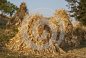 Dry corn ears stacks