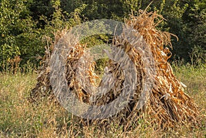 Dry corn ears stacks