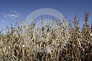 Dry corn field