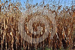 Dry corn in the field
