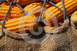 Dry corn field