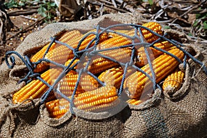 Dry corn field