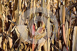 Dry Corn Field in Autumn