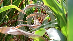 Dry corn field in drought period and extreme heat period shows global warming and climate change with crop shortfall and crop fail