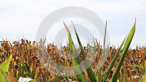 Dry corn field in drought period and extreme heat period shows global warming and climate change with crop shortfall and crop fail