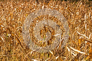 Dry corn field, dry corn stalks, end of season