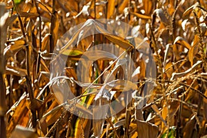Dry corn field, dry corn stalks, end of season