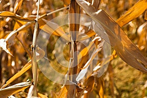 Dry corn field, dry corn stalks, end of season