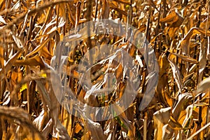 Dry corn field, dry corn stalks, end of season