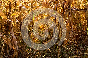 Dry corn field, dry corn stalks, end of season