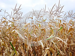 Dry corn field, dry corn stalks, end of season