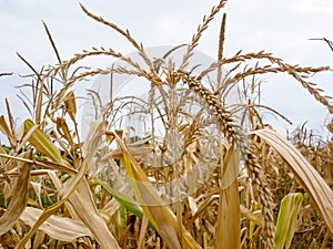 Dry corn field, dry corn stalks, end of season