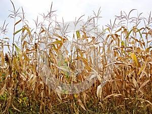 Dry corn field, dry corn stalks, end of season