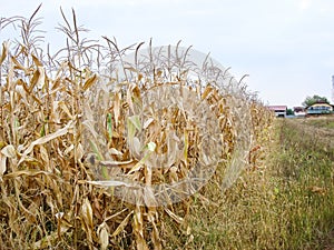 Dry corn field, dry corn stalks, end of season