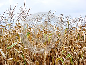 Dry corn field, dry corn stalks, end of season