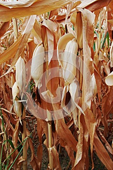 Dry corn field
