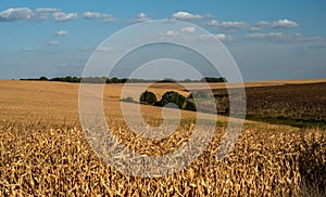 Dry corn field before harvest.