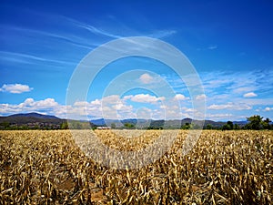 A dry corn field after harvesting on a clear day