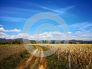 A dry corn field after harvesting on a clear day