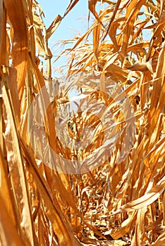 Dry corn field