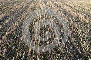 Dry Corn field texture