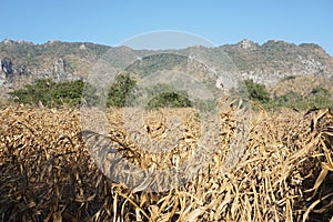 Dry corn filed