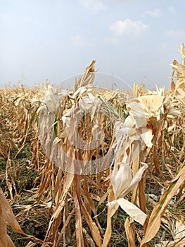 Dry Corn Garden. Freshly harvested Corn Garden with dry stems and leaves