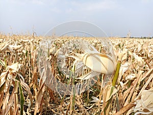 Dry Corn Garden. Freshly harvested Corn Garden with dry stems and leaves