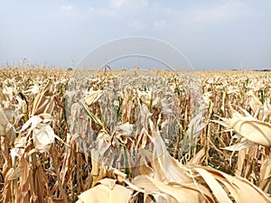 Dry Corn Garden. Freshly harvested Corn Garden with dry stems and leaves
