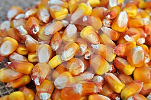 Dry corn grain