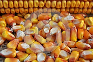 Dry corn grain