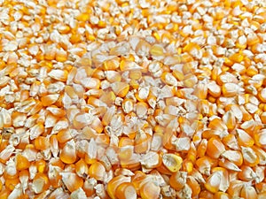 Dry corn grains texture background, close up view