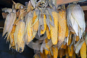 Dry corn hanging on the Board