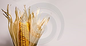 Dry Corn Husks