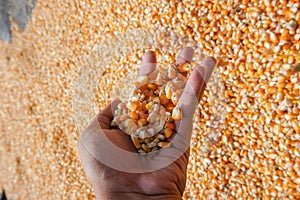 hand holding dried corn kernels