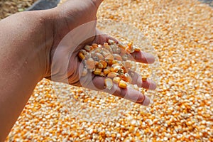 hand holding dry corn kernels