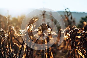 Dry corn or maize in the sweet corn field. waiting for harvest