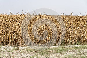 Dry corn or meize field ready for harvest. The scientific name is Zea Mays